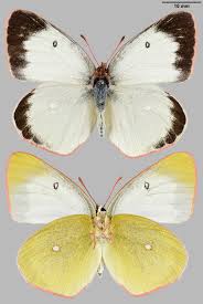 Attēlu rezultāti vaicājumam “Colias palaeno male”