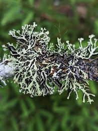 Attēlu rezultāti vaicājumam “Hypogymnia vittata”