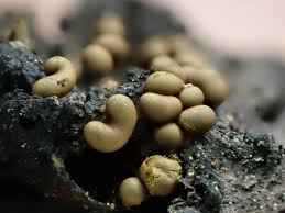 Attēlu rezultāti vaicājumam “Hemitrichia karstenii”