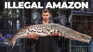 Image result for Diplodus ascensionis