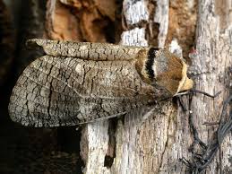 Attēlu rezultāti vaicājumam “Cossus cossus”