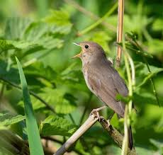 Image result for Luscinia sibilans