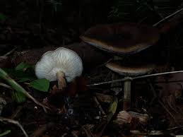 Image result for Melanoleuca rasilis var. pseudoluscina