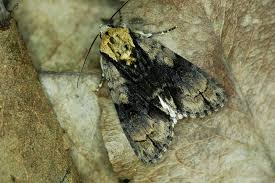 Attēlu rezultāti vaicājumam “Acronicta alni”