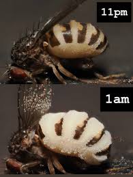 Attēlu rezultāti vaicājumam “Diachea muscorum spores”