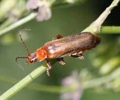 Attēlu rezultāti vaicājumam “Cantharis figurata”