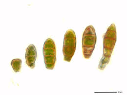 Attēlu rezultāti vaicājumam “Zygodon rupestris”