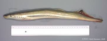 Image result for Lampetra fluviatilis