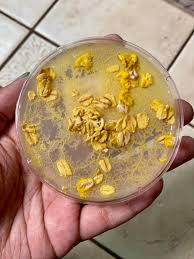 Attēlu rezultāti vaicājumam “Physarum compressum sessile”