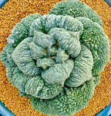 Attēlu rezultāti vaicājumam “Populus x lettland”