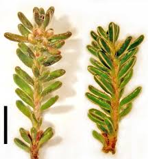 Attēlu rezultāti vaicājumam “Empetrum nigrum leaf”