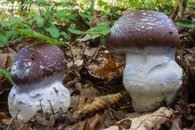 Attēlu rezultāti vaicājumam “Cortinarius praestans”