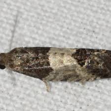 Attēlu rezultāti vaicājumam “Spilonota ocellana”