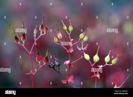 Attēlu rezultāti vaicājumam “Geranium robertianum fruit”