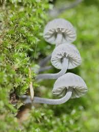 Attēlu rezultāti vaicājumam “Mycena amicta”