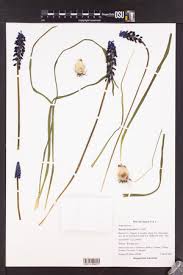 Attēlu rezultāti vaicājumam “Muscari botryoides leaf”