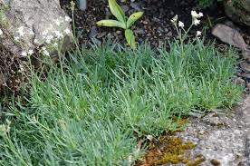 Attēlu rezultāti vaicājumam “Gypsophila fastigiata”