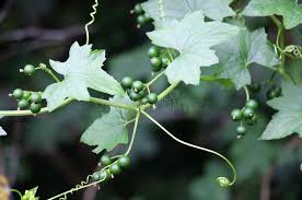 Attēlu rezultāti vaicājumam “Bryonia alba leaf”