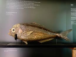 Image result for Schedophilus ovalis