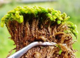 Attēlu rezultāti vaicājumam “Barbilophozia lycopodioides macro”