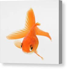 Attēlu rezultāti vaicājumam “Carassius auratus”