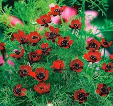 Image result for Adonis aestivalis