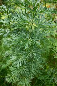 Attēlu rezultāti vaicājumam “Aconitum napellus leaf”