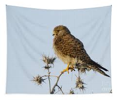 Attēlu rezultāti vaicājumam “Falco tinnunculus”