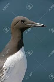 Image result for Uria aalge