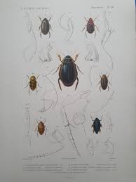 Attēlu rezultāti vaicājumam “Colymbetes striatus”