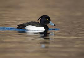 Attēlu rezultāti vaicājumam “Aythya fuligula male”