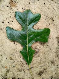 Attēlu rezultāti vaicājumam “Libanotis montana leaf”
