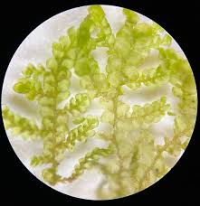 Attēlu rezultāti vaicājumam “Lejeunea cavifolia”