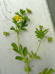 Attēlu rezultāti vaicājumam “Potentilla supina flower”