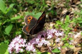 Attēlu rezultāti vaicājumam “Erebia aethiops upperside”