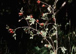 Attēlu rezultāti vaicājumam “Rosa subcanina”