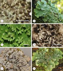Attēlu rezultāti vaicājumam “Lobaria amplissima”