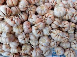 Attēlu rezultāti vaicājumam “Allium sativum fruit”