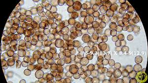 Attēlu rezultāti vaicājumam “Diderma hemisphaericum”