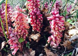 Attēlu rezultāti vaicājumam “Lathraea squamaria bud”