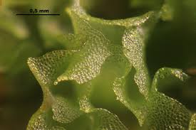 Attēlu rezultāti vaicājumam “Fossombronia wondraczekii”