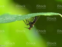 Attēlu rezultāti vaicājumam “Empis sp.”