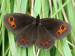 Attēlu rezultāti vaicājumam “Erebia aethiops”