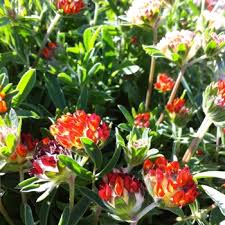 Attēlu rezultāti vaicājumam “Anthyllis arenaria”