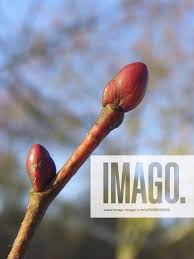 Attēlu rezultāti vaicājumam “Tilia cordata bud”