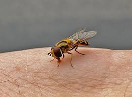 Attēlu rezultāti vaicājumam “Neocudoniella albiceps”