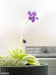 Attēlu rezultāti vaicājumam “Lentibulariaceae”