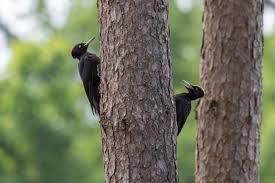 Attēlu rezultāti vaicājumam “Dryocopus martius adult”