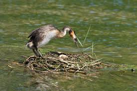 Attēlu rezultāti vaicājumam “Podiceps cristatus nest”