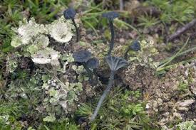 Attēlu rezultāti vaicājumam “Arrhenia spatulata”